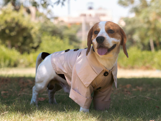 The Trench Coat