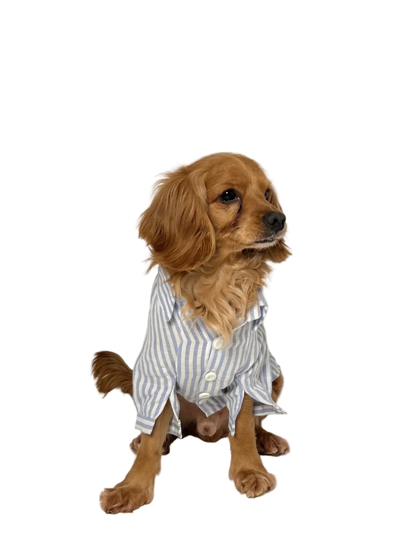 The Linen Shirt