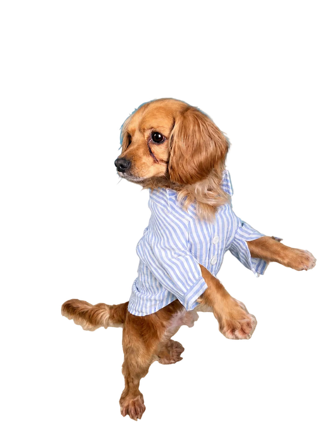The Linen Shirt