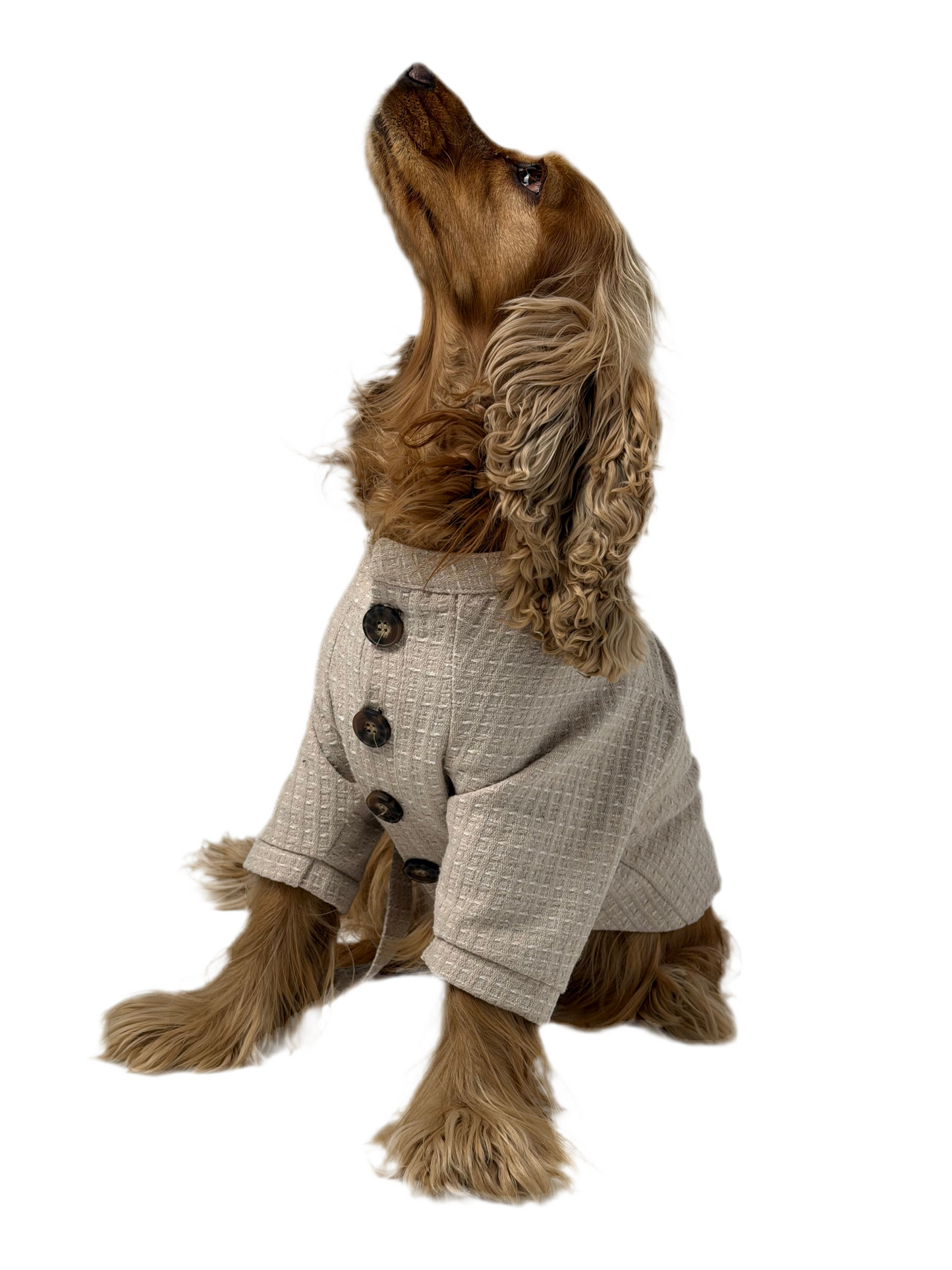 The Cardigan