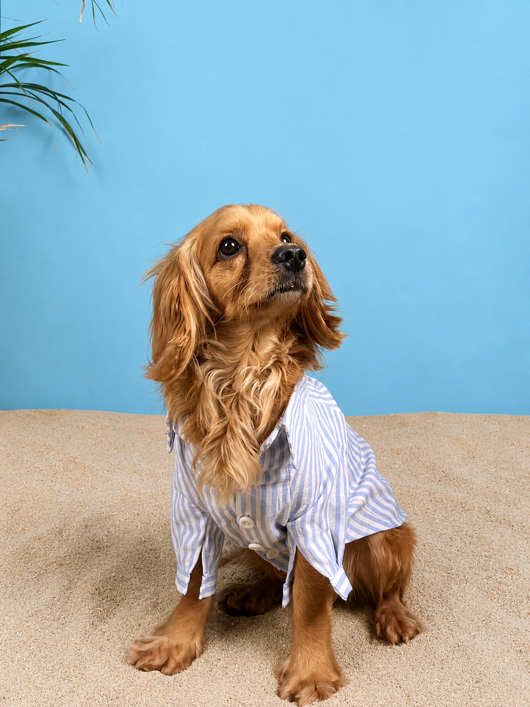 The Riviera (for him)