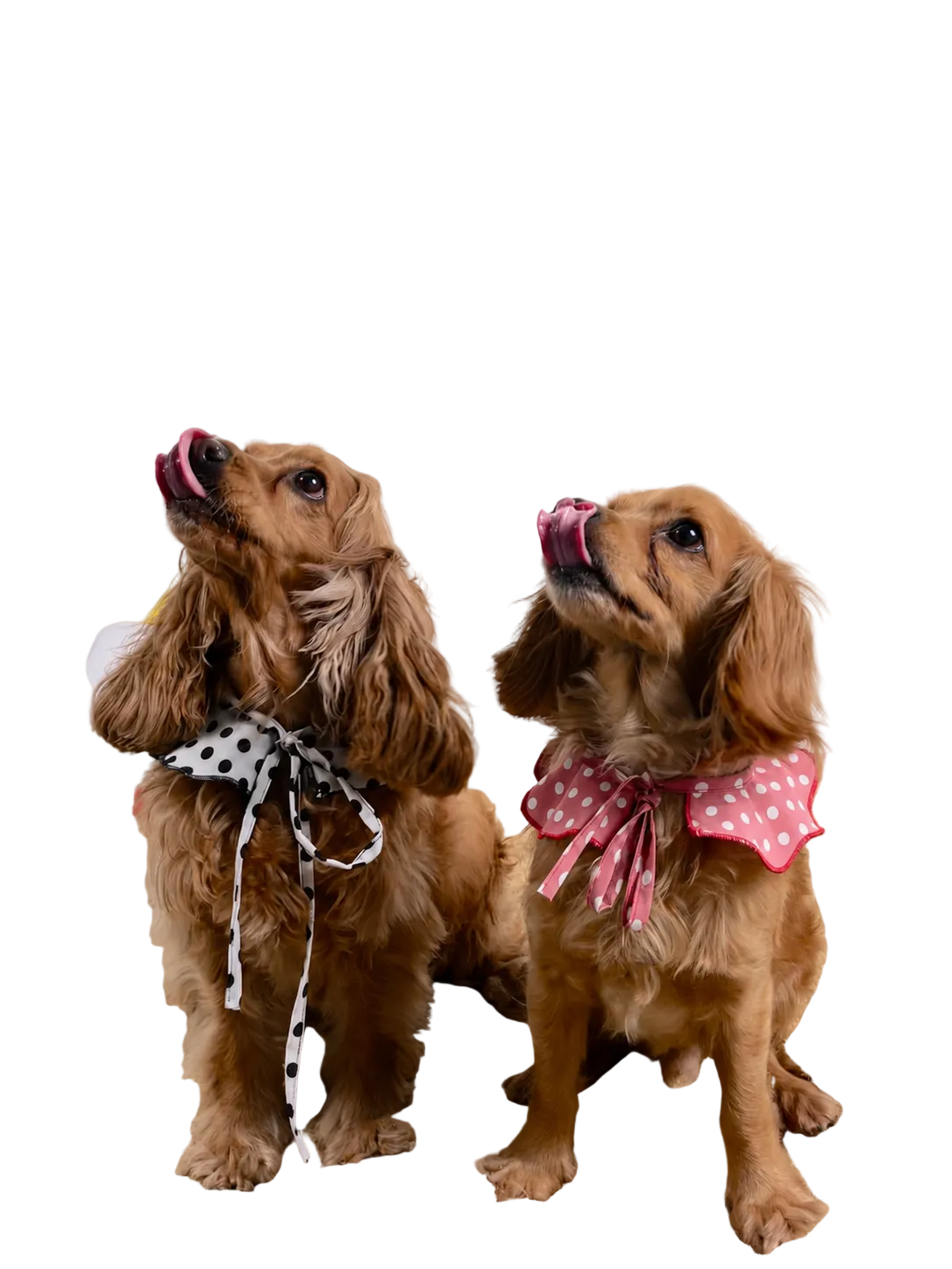 The Bandanas